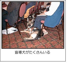 盲導犬がたくさんいる